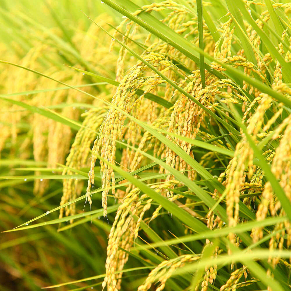 【ふるさと納税】【令和7年産】米 島根が誇るブランド米！ 仁多米「まき」5kg〜30kg 〜産地限定米〜 島根県松江市/有限会社藤本米穀店[ALCG004]｜ 米 おこめ ごはん ご飯 食卓 おにぎり 白米 お米 コシヒカリ ブランド米 島根 松江 精米 - 画像3