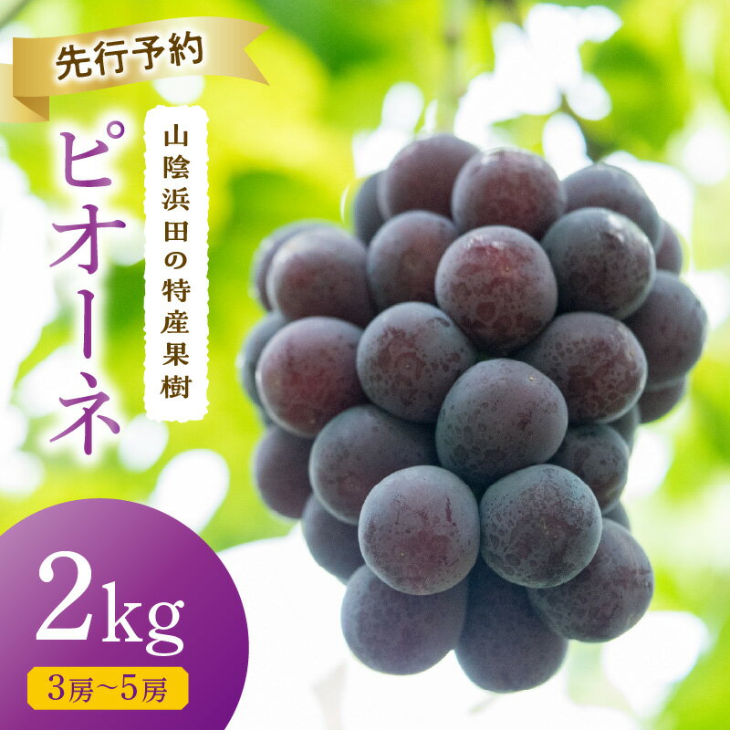 【先行予約】【2026年産】山陰浜田の特産果樹ピオーネ（2kg）＜8月下旬より発送＞ ふるさと納税 ぶどう ふるさと納税 ピオーネ ブドウ 葡萄 フルーツ くだもの 果物 【010_1945】