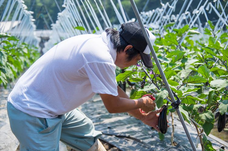 【ふるさと納税】自然豊かな浜田市弥栄町で作られた「旬の野菜おまかせセット」（6回コース） 野菜 定期 6回 旬 詰め合わせ おまかせ 直送 野菜セット セット 【109_1348】 サムネイル2