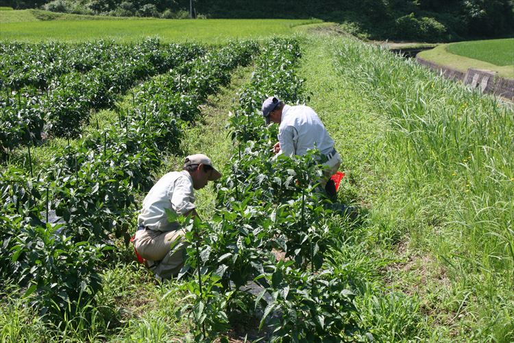 【ふるさと納税】自然豊かな浜田市弥栄町で作られた「旬の野菜おまかせセット」（6回コース） 野菜 定期 6回 旬 詰め合わせ おまかせ 直送 野菜セット セット 【109_1348】 サムネイル3
