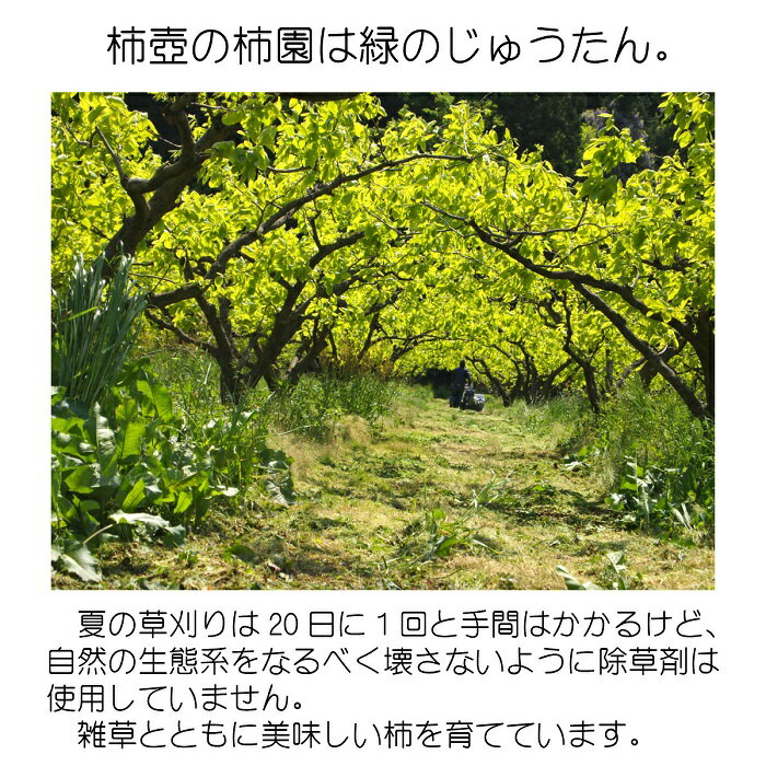【ふるさと納税】【柿専業の農家が作る】出雲産西条柿の干し柿 | 出雲産西条柿 干し柿 かき 果物 フルーツ ギフト 詰め合わせ 国産 お取り寄せ 先行予約 期間限定 島根県 出雲市 サムネイル3