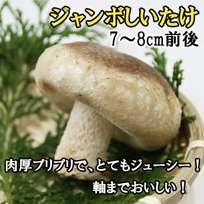 【ふるさと納税】神々の国　出雲しいたけ ジャンボ 生しいたけ 詰合せ 肉厚 美味しい 島根県 出雲市産 菌床 美味しまね認証ゴールド ステーキ 冷蔵 - 画像2