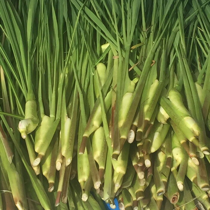 【ふるさと納税】出雲國マコモタケ（生） 1kg 出雲市産　【2026年9月上旬以降発送】 | マコモダケ 出雲國 生 出雲市産 まこも 野菜 冷蔵 ご当地 食材 島根県 出雲市 - 画像2