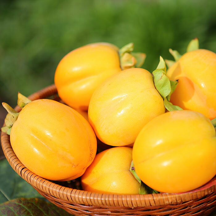 【ふるさと納税】【柿専業の農家が作る】出雲産西条柿　2.5kg | 柿 かき 果物 くだもの ギフト 詰め合わせ フルーツ お取り寄せ 先行 予約 期間限定 島根県 出雲市 サムネイル2