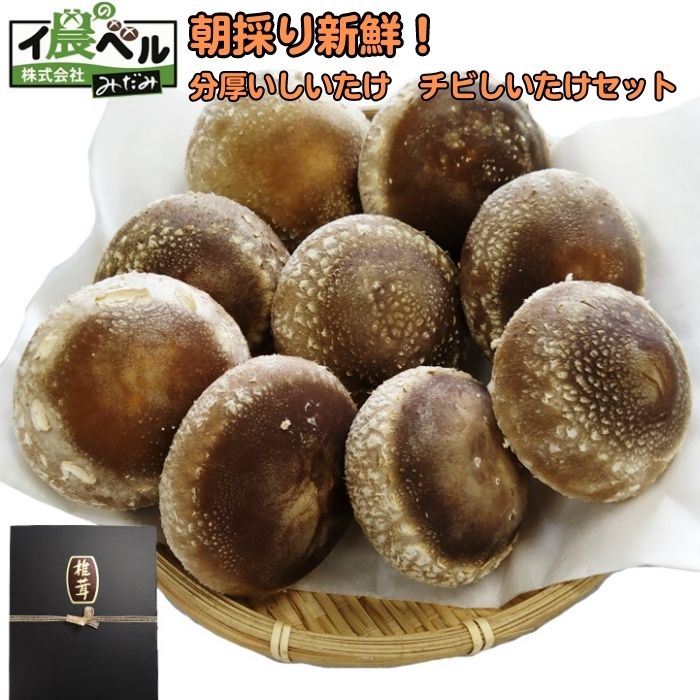 朝採り新鮮！分厚いしいたけ　チビしいたけセット | 朝採り新鮮 分厚いしいたけ チビしいたけセット ギフト 肉厚 椎茸 しいたけ きのこ 野菜 新鮮 お取り寄せ 島根県 出雲市