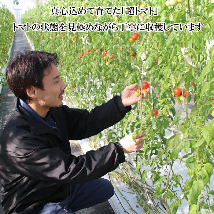 【ふるさと納税】【選べる容量】出雲の國からの贈り物～トマトを超えた超トマト1kg・2kg・3kg | トマト 選べる容量 1kg 2kg 3kg 野菜 美味しい 甘い 数量限定 期間限定 お取り寄せ 新鮮 高糖度 島根県 出雲市 サムネイル3