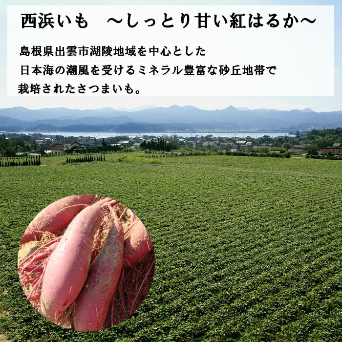 【ふるさと納税】西浜いも（べにはるか）5kg 10kg | べにはるか さつまいも さつま芋 芋 いも 島根県 出雲市 サムネイル2