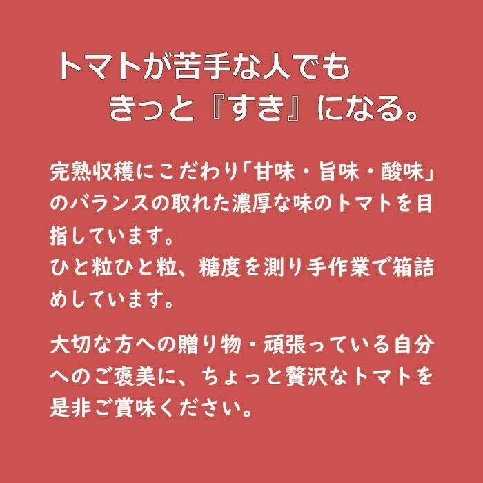 【ふるさと納税】フルーツトマト【出雲の加田屋】加田屋トマト糖度7以上8未満 | フルーツトマト 糖度7以上8未満 甘い 完熟収穫 手作業 箱 ギフト 贈り物 お取り寄せ 島根県 出雲市 - 画像3