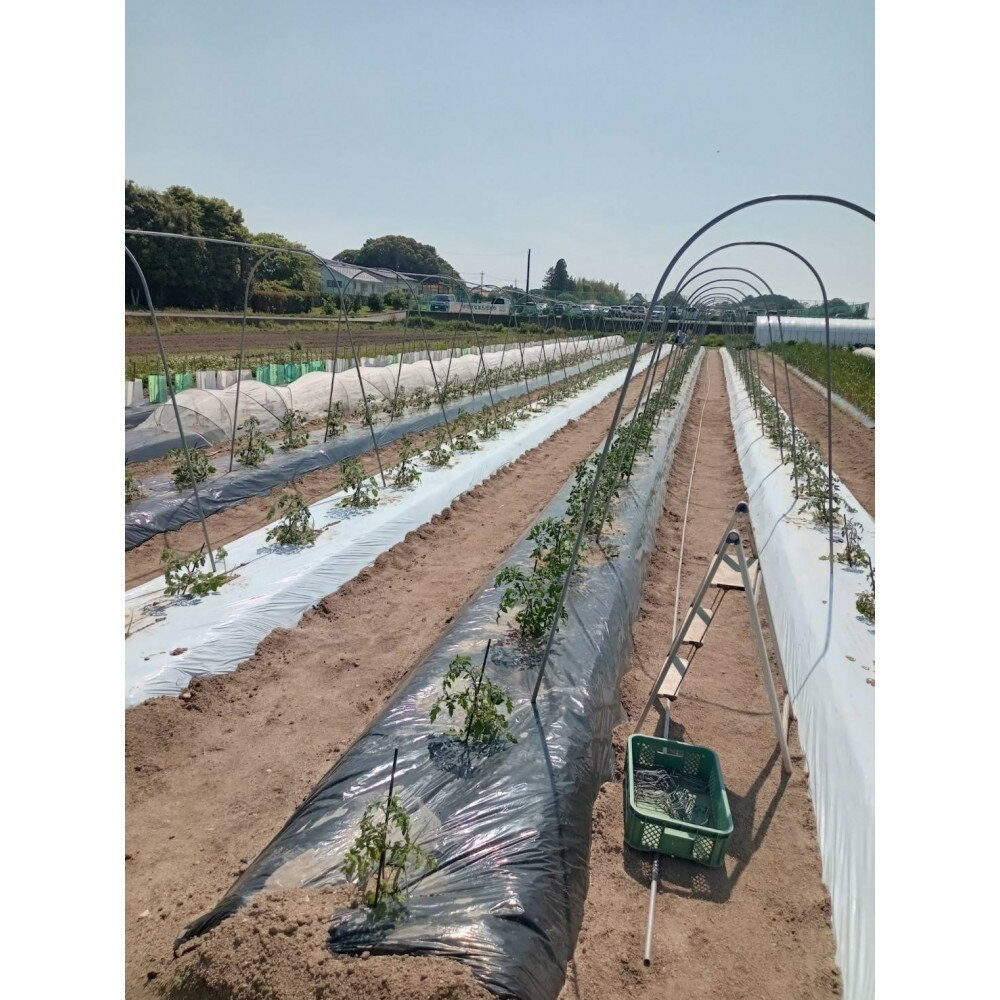 【ふるさと納税】【SPIRA FARM】季節の野菜セット10～12品目入り《農薬・化学肥料は畑での栽培期間中不使用》出雲の自然の恵みを畑からお届け！［出雲 季節の野菜 野菜セット おまかせ 詰め合わせ 新鮮野菜 送料無料 ふるさと納税］ - 画像2