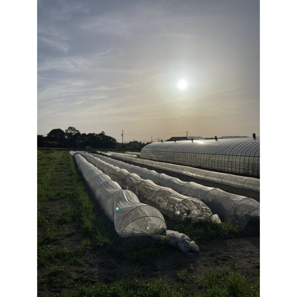 【ふるさと納税】【SPIRA FARM】季節の野菜セット10～12品目入り《農薬・化学肥料は畑での栽培期間中不使用》出雲の自然の恵みを畑からお届け！［出雲 季節の野菜 野菜セット おまかせ 詰め合わせ 新鮮野菜 送料無料 ふるさと納税］ - 画像3