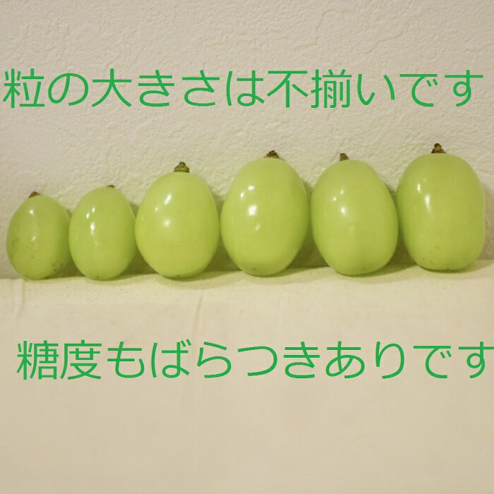 【ふるさと納税】【2026年7月中旬以降発送】いずもぶどう 訳ありシャインマスカット（粒っこ）1kg見当 新鮮 甘い フルーツ 果物 | 粒っこ ぶどう 葡萄 果物 フルーツ 先行予約 お取り寄せ バラ - 画像2