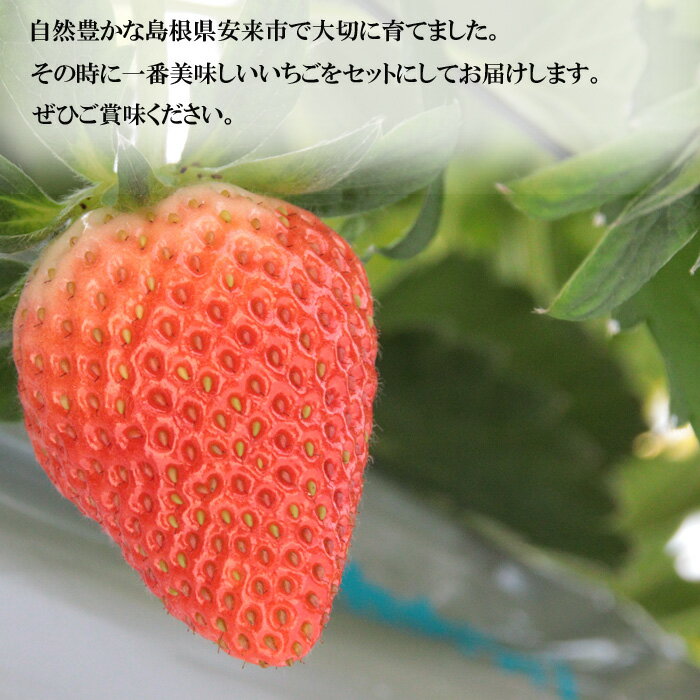 【ふるさと納税】【先行予約】早期予約 農場長厳選の美味しいいちご 1000g 【250g×4パック 苺 詰め合わせ 厳選 フルーツ 果物 かおり野 紅ほっぺ よつぼし スターナイト やよいひめ 甘味 セット 化粧箱 島根県 安来市 安来市産】 サムネイル2