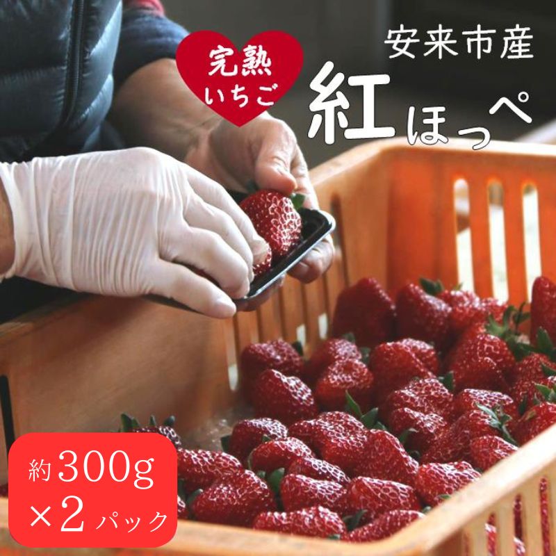 いちご 紅ほっぺ 2パック ／ 先行予約 受付 完熟 苺 イチゴ 島根県産 甘い 人気 特産品 高級 フルーツ デザート 300g 600g