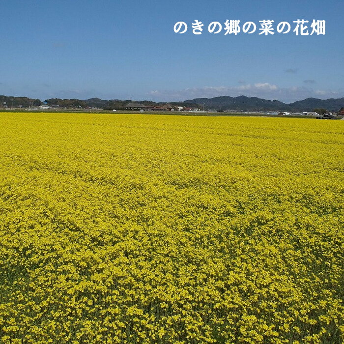 【ふるさと納税】のきの郷産菜種100％使用 なたね油【460g×3本セット 菜種油 国産 調味料 遺伝子組み換えでない ななしきぶ 油 調味油 100％ 一番搾り サラダ 料理 島根県 安来市】 サムネイル3