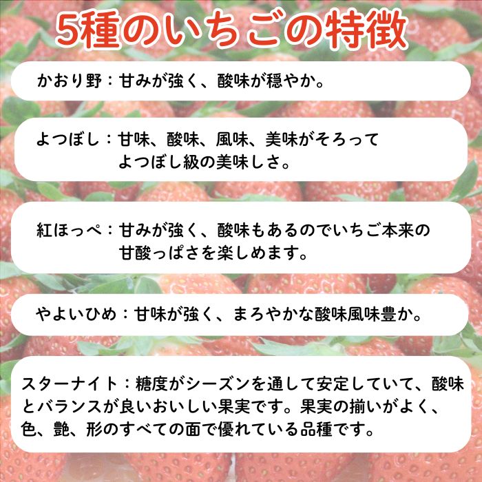 【ふるさと納税】【先行予約】早期予約 農場長厳選の美味しいいちご 1000g 【250g×4パック 苺 詰め合わせ 厳選 フルーツ 果物 かおり野 紅ほっぺ よつぼし スターナイト やよいひめ 甘味 セット 化粧箱 島根県 安来市 安来市産】 サムネイル3
