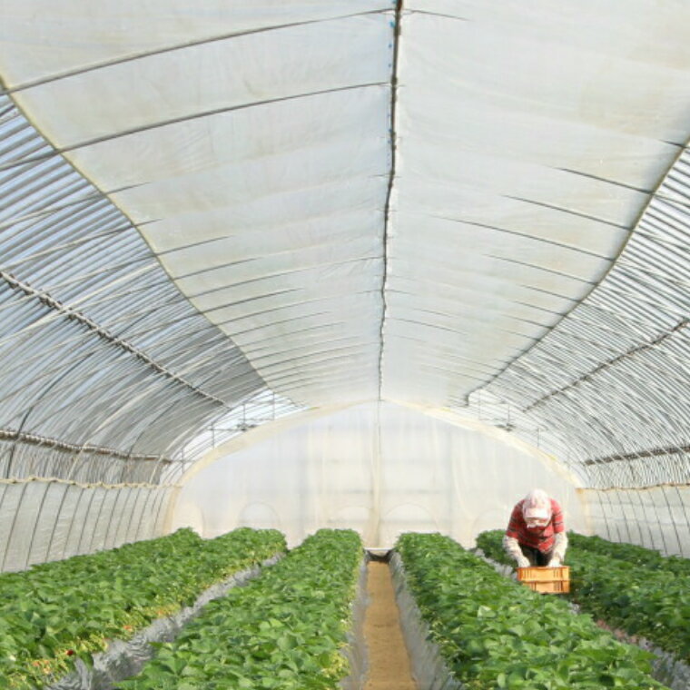 【ふるさと納税】いちご 紅ほっぺ 2パック ／ 先行予約 受付 完熟 苺 イチゴ 島根県産 甘い 人気 特産品 高級 フルーツ デザート 300g 600g サムネイル3