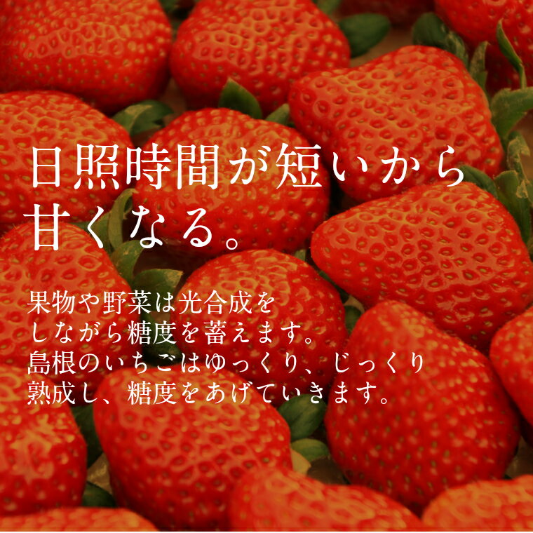 【ふるさと納税】いちご 紅ほっぺ 2パック ／ 先行予約 受付 完熟 苺 イチゴ 島根県産 甘い 人気 特産品 高級 フルーツ デザート 300g 600g サムネイル2