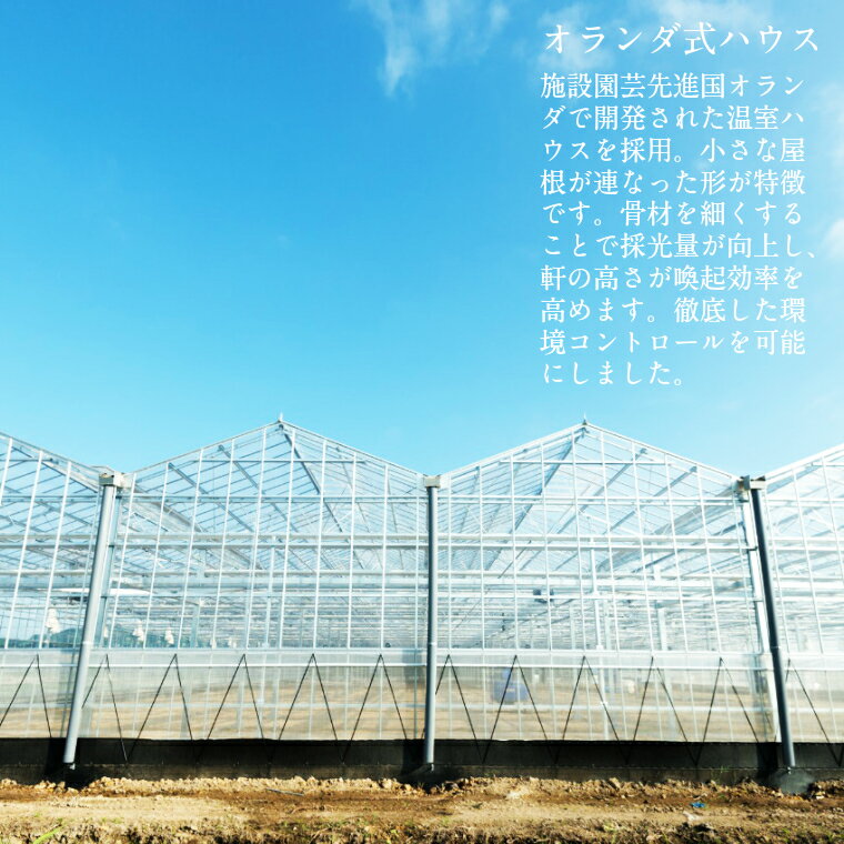 【ふるさと納税】【先行予約】まっかな フルーツ トマト 詰め合わせ 1kg 【完熟トマト 樹上完熟 トマト 野菜 ベジタブル 詰め合わせ セット 完熟 栄養 甘い 美味しい 島根県 安来市】 - 画像3