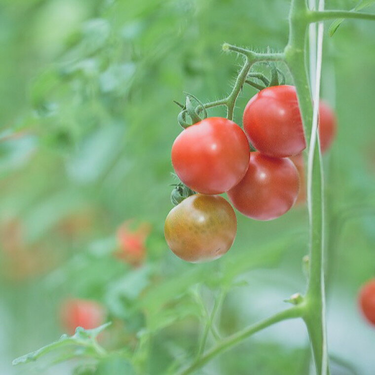 【ふるさと納税】【先行予約】まっかな フルーツ トマト 詰め合わせ 1kg 【完熟トマト 樹上完熟 トマト 野菜 ベジタブル 詰め合わせ セット 完熟 栄養 甘い 美味しい 島根県 安来市】 - 画像2