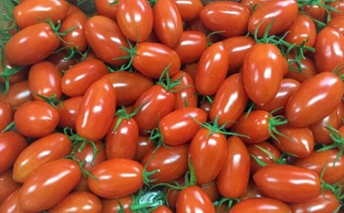 【ふるさと納税】【先行予約】スパルタ生まれのひみこ ミニトマト 約1.5kg【GC-10】 【4月下旬以降順次発送】｜送料無料 スパルタ生まれのひみこ ひみこ ミニトマト フルーツトマト やさい 野菜 サラダ とまと トマト 完熟 新鮮 お弁当 贈物 産地直送 産地厳選 江津市｜ - 画像3