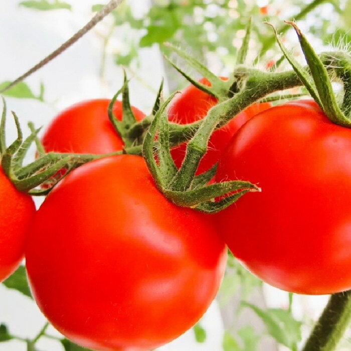 【ふるさと納税】【先行予約】☆ 糖度 10度以上 ☆ 厳選 スパルタ生まれの笑ちゃん フルーツトマト 約1kg 【GC-35】 お届け：4月中旬～6月中旬ごろ順次発送 笑ちゃん フルティカ トマト フルーツトマト 野菜 トマト 完熟 新鮮 冷蔵 産地直送 江津市 - 画像2