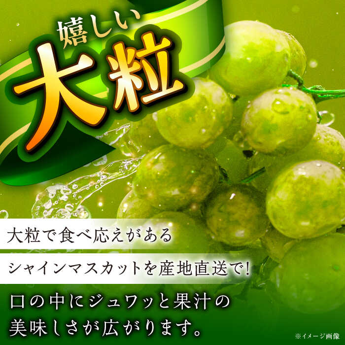 【ふるさと納税】【2026年先行予約】【8月初旬頃から順次発送】 シャインマスカット 皮ごと食べれる！シャインマスカット 2房 約800g ぶどう ブドウ 葡萄 フルーツ 果物 くだもの 種なし 皮ごと 贈り物 お祝い 先行予約 島根県雲南市/池田ぶどう農園　[AIAA002] サムネイル2