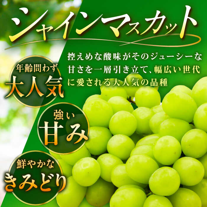 【ふるさと納税】【2026年先行予約】【8月初旬頃から順次発送】 シャインマスカット 皮ごと食べれる！シャインマスカット 2房 約800g ぶどう ブドウ 葡萄 フルーツ 果物 くだもの 種なし 皮ごと 贈り物 お祝い 先行予約 島根県雲南市/池田ぶどう農園　[AIAA002] サムネイル3