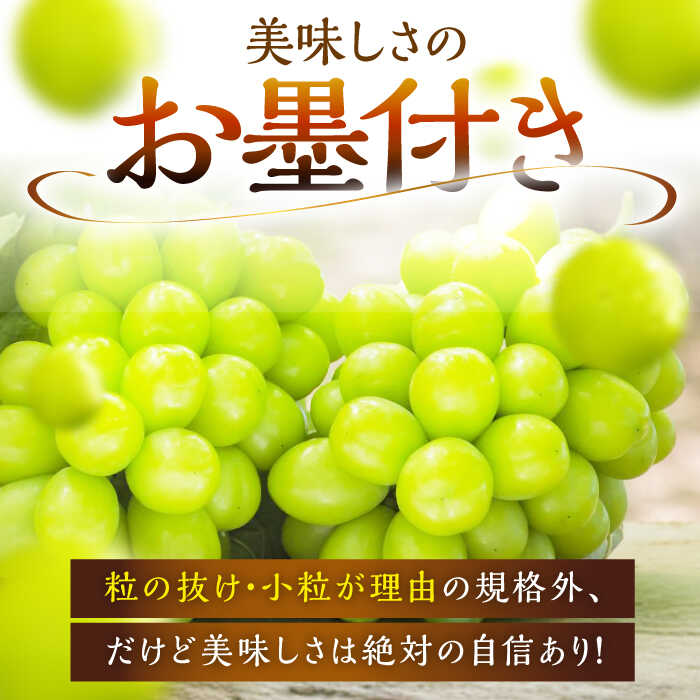 【ふるさと納税】【2026年先行予約】【30個限定】【ご自宅用】旬の味わいを産地直送で！シャインマスカット 2房（約1kg）簡易包装 訳あり ぶどう ブドウ 葡萄 フルーツ 果物 くだもの 種なし 皮ごと 家庭用島根県雲南市/ギアファーム[AIAB002] サムネイル2