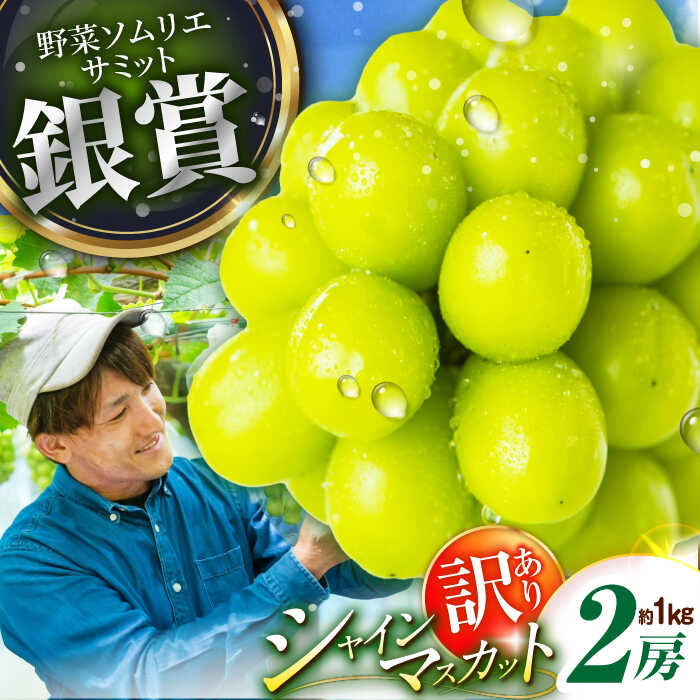 【2026年先行予約】【30個限定】【ご自宅用】旬の味わいを産地直送で！シャインマスカット 2房（約1kg）簡易包装 訳あり ぶどう ブドウ 葡萄 フルーツ 果物 くだもの 種なし 皮ごと 家庭用島根県雲南市/ギアファーム[AIAB002]