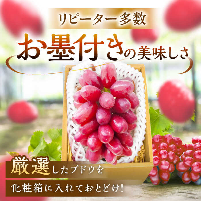 【ふるさと納税】【2026年先行予約】【10個限定】【贈答用】期待の新品種！クイーンセブン 1房（約350g）秀品・化粧箱入り ぶどう ブドウ 葡萄 フルーツ 果物 くだもの 種なし 皮ごと 贈り物 先行予約 赤ぶどう 島根県雲南市/ギアファーム[AIAB007] サムネイル2
