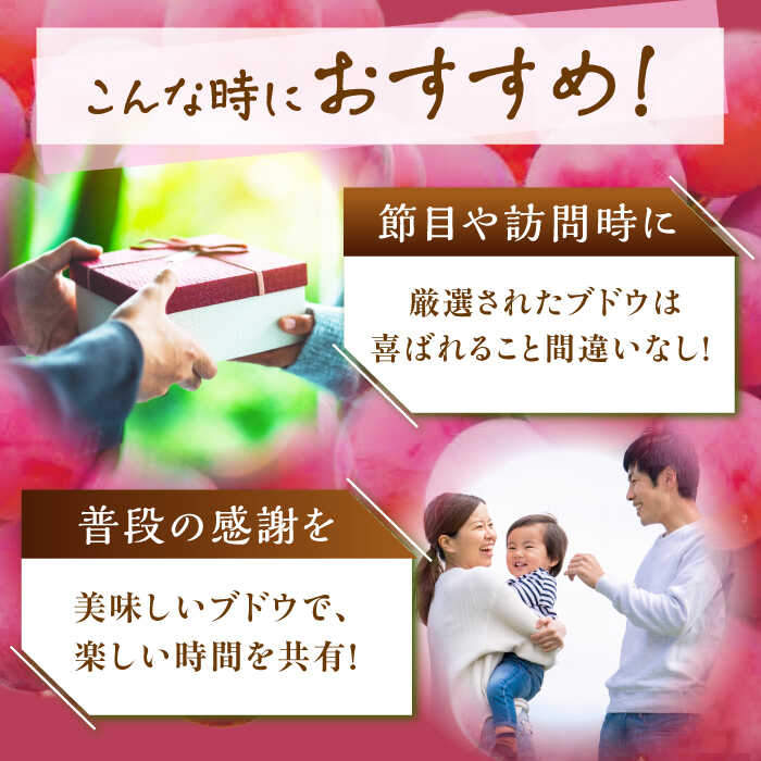 【ふるさと納税】【2026年先行予約】【10個限定】【贈答用】期待の新品種！クイーンセブン 1房（約350g）秀品・化粧箱入り ぶどう ブドウ 葡萄 フルーツ 果物 くだもの 種なし 皮ごと 贈り物 先行予約 赤ぶどう 島根県雲南市/ギアファーム[AIAB007] サムネイル3