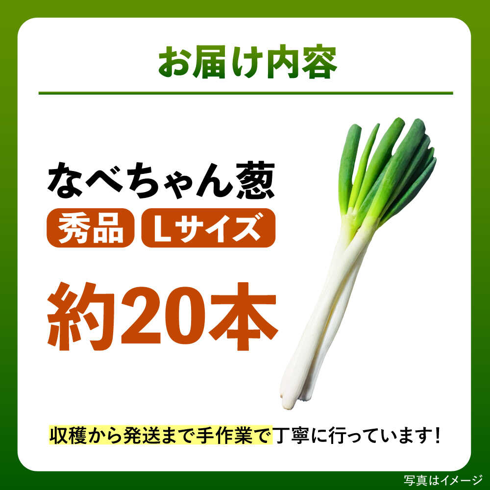 【ふるさと納税】【先行予約】【2026年11月発送開始】 ねぎ 焼いてそのまま美味しい！なべちゃん葱 秀品 Lサイズ5kg 約20本 ねぎ ネギ 野菜 白ネギ 白ねぎ 長ネギ 長ねぎ 鍋 薬味 5キロ 大容量 小分け 贈り物 島根県雲南市/山さんファーム[AICO001] - 画像2