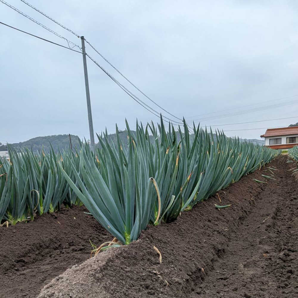 【ふるさと納税】【先行予約】【2026年11月発送開始】 ねぎ 焼いてそのまま美味しい！なべちゃん葱(土付き) 秀品 Lサイズ2.5kg 約10本 ねぎ ネギ 野菜 白ネギ 白ねぎ 長ネギ 長ねぎ 鍋 薬味 お取り寄せ グルメ 人気 おすすめ 島根県雲南市/山さんファーム[AICO004] - 画像3