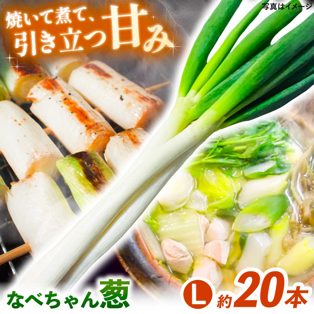 【先行予約】【2026年11月発送開始】 ねぎ 焼いてそのまま美味しい！なべちゃん葱 秀品 Lサイズ5kg 約20本 ねぎ ネギ 野菜 白ネギ 白ねぎ 長ネギ 長ねぎ 鍋 薬味 5キロ 大容量 小分け 贈り物 島根県雲南市/山さんファーム[AICO001]