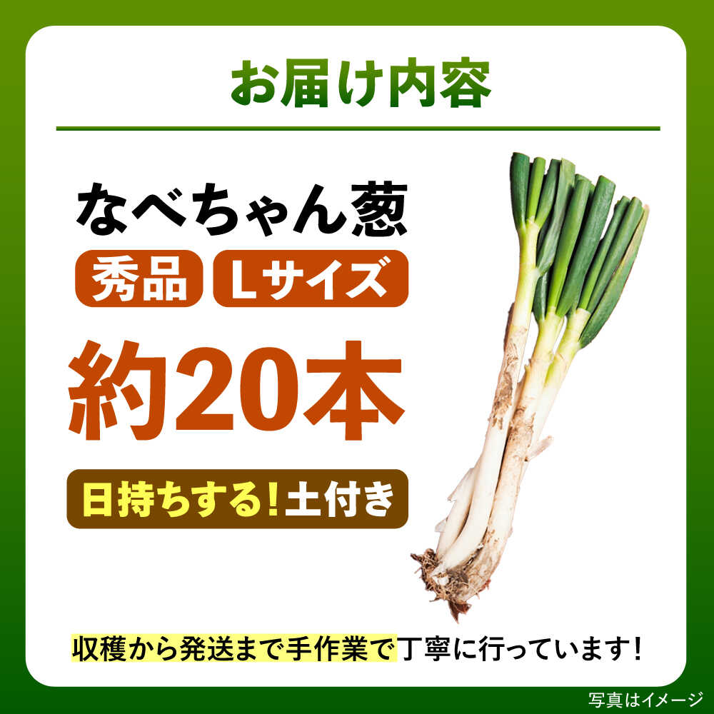 【ふるさと納税】【先行予約】【2026年11月発送開始】 ねぎ 焼いてそのまま美味しい！なべちゃん葱(土付き) 秀品 Lサイズ5kg 約20本 ねぎ ネギ 野菜 白ネギ 白ねぎ 長ネギ 長ねぎ 鍋 薬味 5キロ 大容量 ギフト プレゼント 島根県雲南市/山さんファーム[AICO002] - 画像2