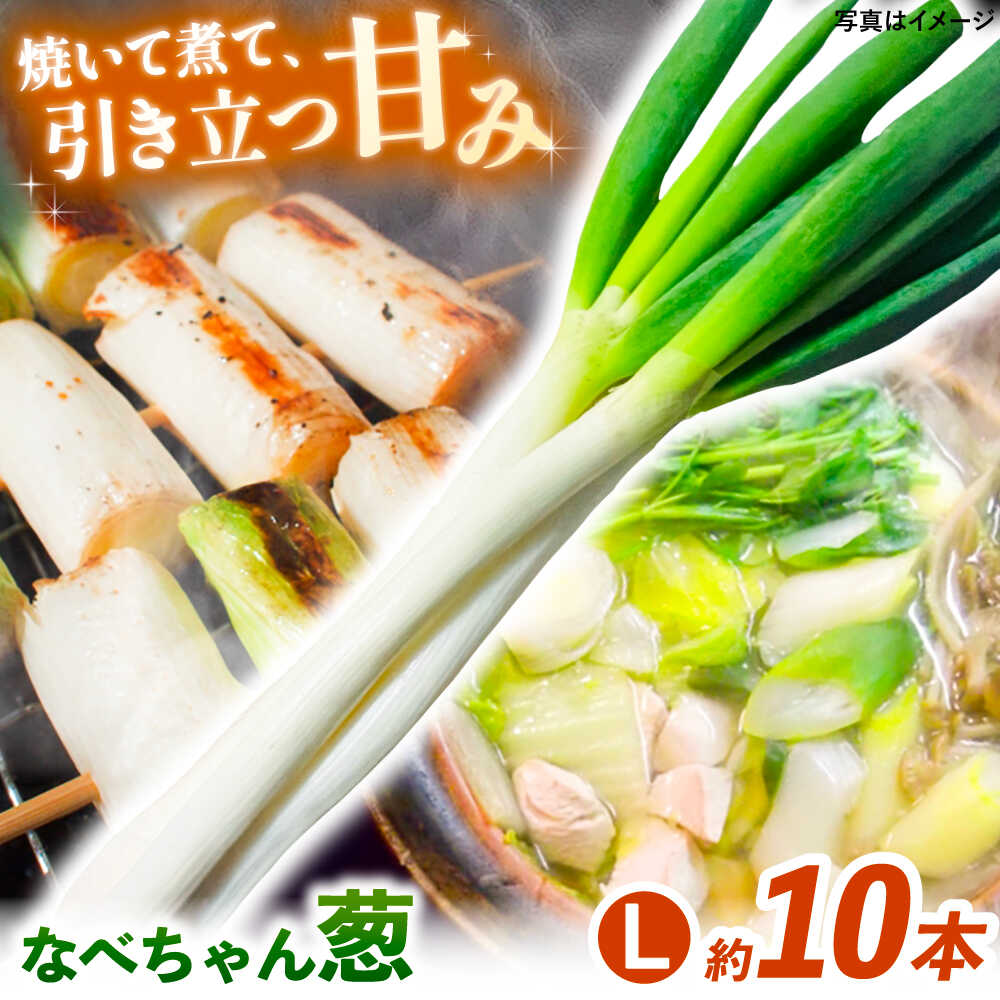 【先行予約】【2026年11月発送開始】ねぎ 焼いてそのまま美味しい！なべちゃん葱 秀品 Lサイズ2.5kg 約10本 ネギ 野菜 白ネギ 白ねぎ 長ネギ 長ねぎ 鍋 薬味 お取り寄せ グルメ 人気 おすすめ 島根県雲南市/山さんファーム[AICO003]