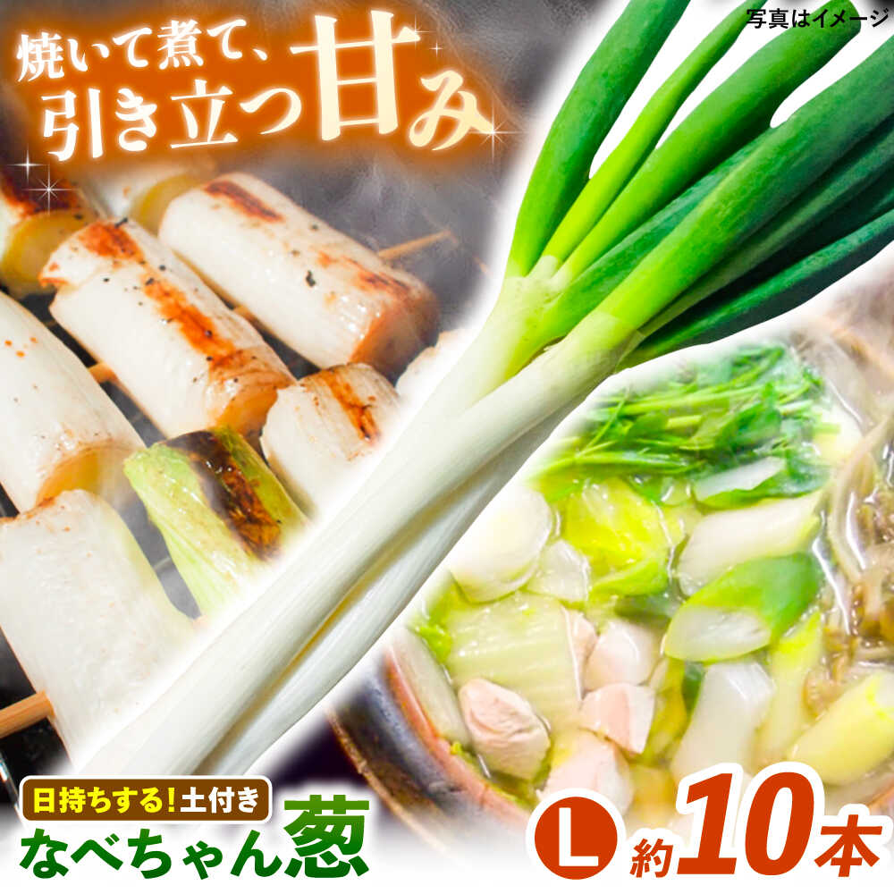 【先行予約】【2026年11月発送開始】 ねぎ 焼いてそのまま美味しい！なべちゃん葱(土付き) 秀品 Lサイズ2.5kg 約10本 ねぎ ネギ 野菜 白ネギ 白ねぎ 長ネギ 長ねぎ 鍋 薬味 お取り寄せ グルメ 人気 おすすめ 島根県雲南市/山さんファーム[AICO004]