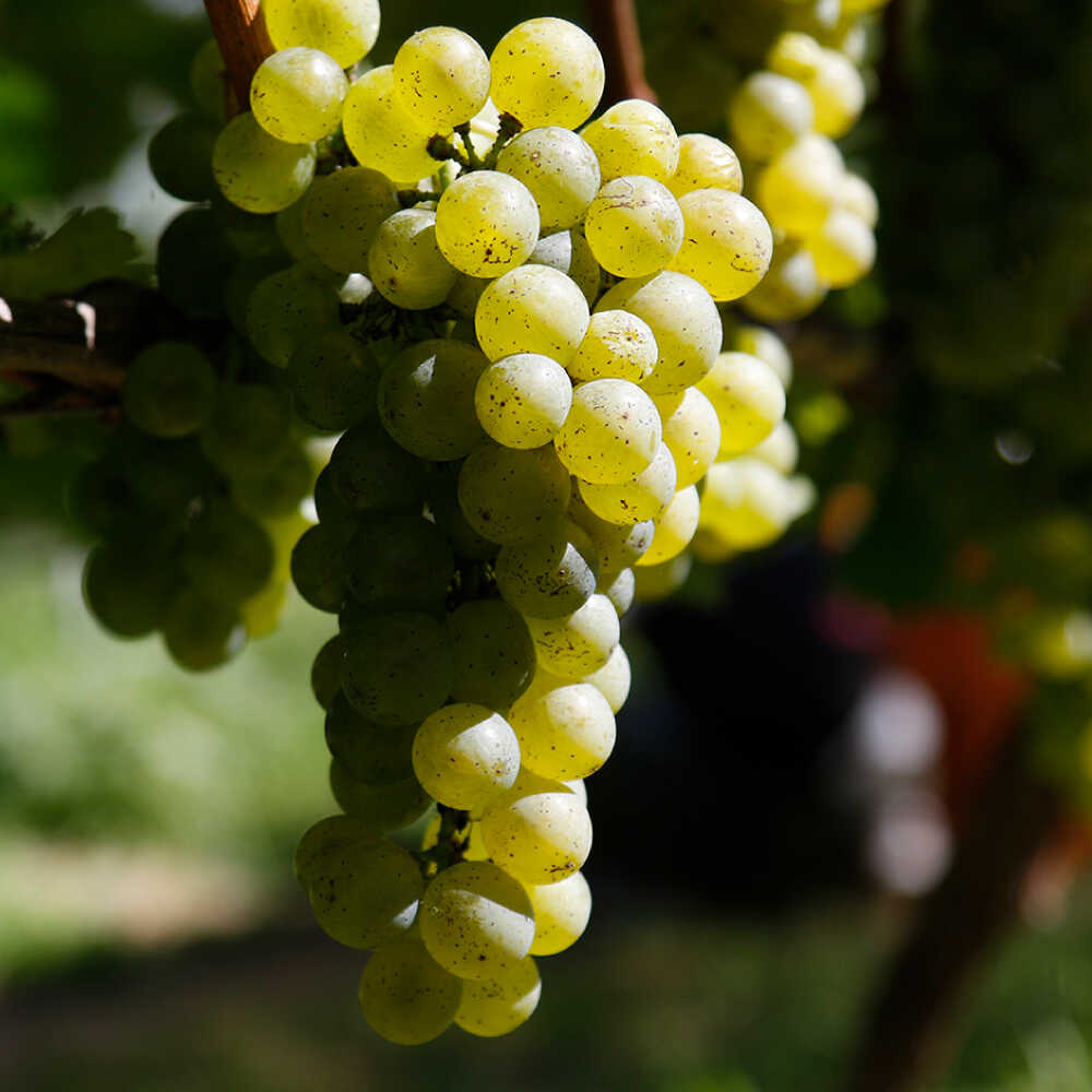 【ふるさと納税】奥出雲葡萄園 【ギフト包装】 シャルドネ (白ワイン)・ぶどうジュースセット 国産 ジュース セット 島根県雲南市/有限会社奥出雲葡萄園[AICS028] 白ワイン 熟成 わいん 日本ワイン 国産ワイン 島根ワイン ぶどう ブドウ 葡萄 お酒 アルコール ワインセット サムネイル3