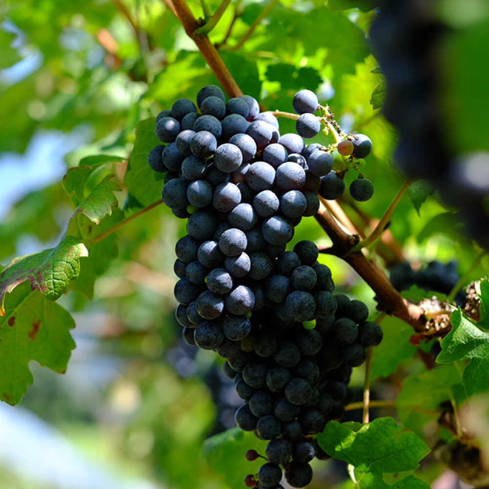 【ふるさと納税】奥出雲葡萄園 杜のワイン赤 木次乳業チーズセット 国産 ワイン セット 島根県雲南市/有限会社奥出雲葡萄園[AICS086] 赤ワイン 赤ワインセット ギフト 贈り物 プレゼント お祝い 日本ワイン 国産ワイン 島根ワイン 赤 お酒 酒 辛口 冷蔵 人気 サムネイル3