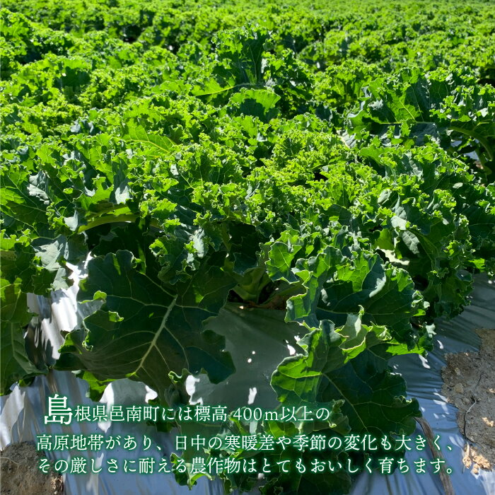 【ふるさと納税】カリーノケール1kg　6月よりお届け - 画像2