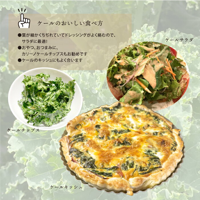 【ふるさと納税】カリーノケール1kg　6月よりお届け - 画像3