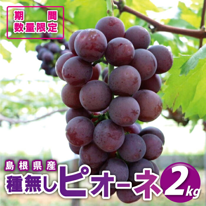 先行予約【糖度18度以上！】種無しピオーネ約2kg 9月中旬よりお届け