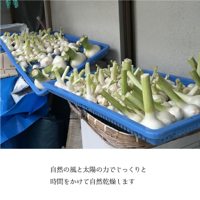 【ふるさと納税】【先行予約】ひでちゃんのジャンボニンニク（バラ）1kg - 画像2