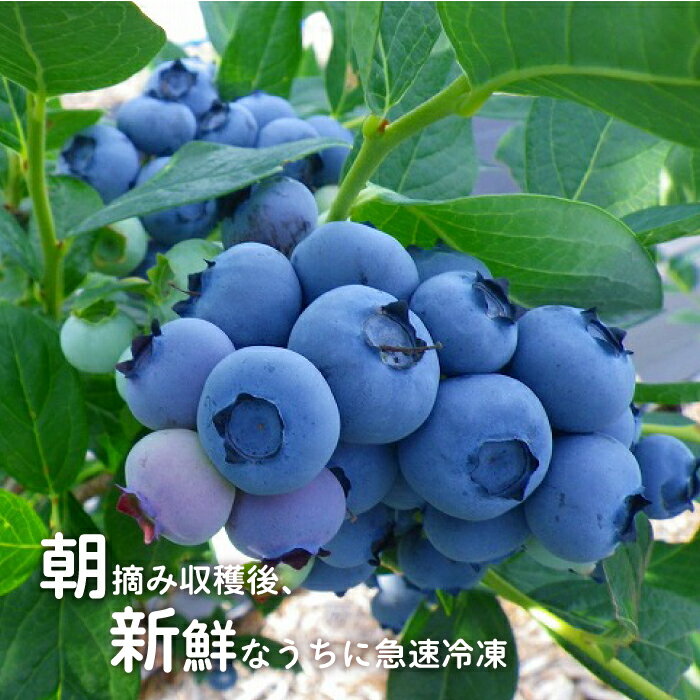 【ふるさと納税】冷凍 有機ブルーベリー 1.2kg（400g×3袋） サムネイル2