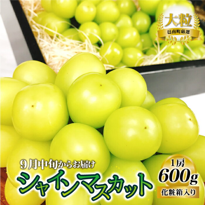 【先行予約】新鮮フルーツ シャインマスカット 1房 600g 果物 くだもの 化粧箱入り【9月中旬からお届け】