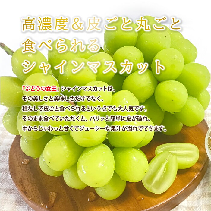 【ふるさと納税】【先行予約】新鮮フルーツ シャインマスカット 1.2kg 果物 くだもの ご家庭用 9月中旬よりお届け サムネイル2