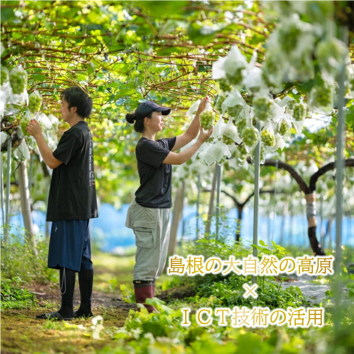 【ふるさと納税】【先行予約】新鮮フルーツ シャインマスカット 1.2kg 果物 くだもの ご家庭用 9月中旬よりお届け サムネイル3