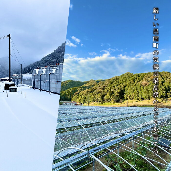 【ふるさと納税】【先行予約】島根県限定！幻のぶどう“神紅(しんく)” 糖度20度以上！1房（450g以上） サムネイル2