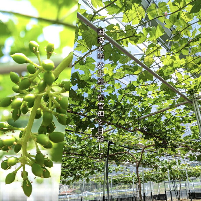 【ふるさと納税】【先行予約】島根県限定！幻のぶどう“神紅(しんく)” 糖度20度以上！1房（450g以上） サムネイル3