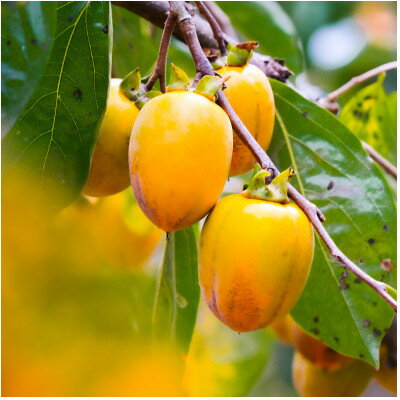 【ふるさと納税】【有機JAS認証】オーガニック西条合わせ柿5kg【1304598】 サムネイル3